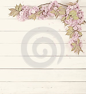 Pretty Pink Cherry Blossom Limbs on Rustic White Board Background with room or space for copy, text.