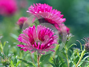 Pretty pink Chinese aster flowers, Callistephus chinensis