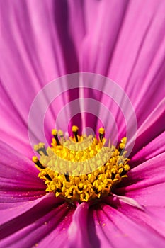 A pretty pink cosmos flower closeup with pollen dusting the petals