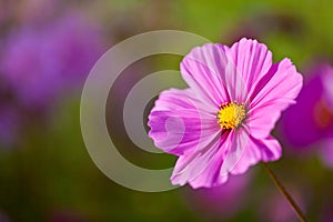 A pretty pink cosmos flower with shallow depth of field