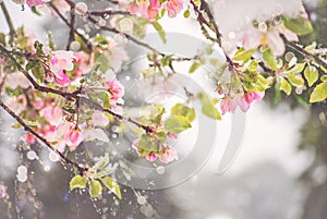 Pretty in Pink Crab-apple Blossoms