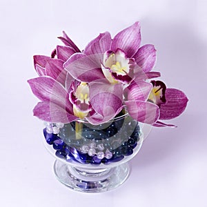 Pretty pink Cymbidium Orchid in a Vase on White