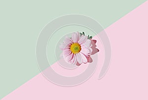 Pretty pink daisy flower aligned in diagonal against lovely pink and pastel green  background.Flat lay composition