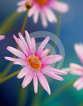 Pretty pink daisy flowers macro image - pink and lavender daisies against photo closeup soft focus