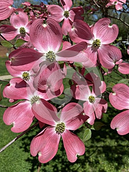 Pretty Pink Dogwood Blossoms in April in Spring