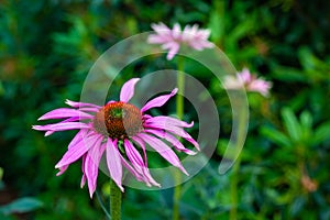 Pretty pink echinacea flowers in a garden border