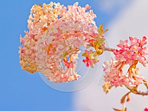 Pretty pink flower with the blue sky