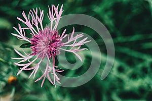 Hübsch rosa blume aus um zu sehen hoch in der Nähe 