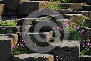 Pretty pink flowers blooming on the stones at Giant`s Causeway