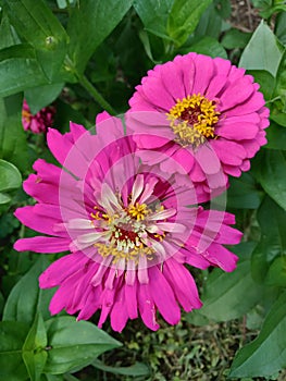 Pretty Pink Flowers with Greenery