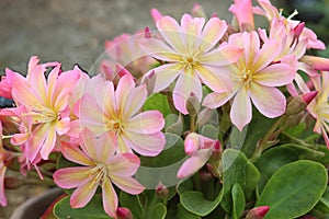 Pretty pink flowers (Lewisia Twedei Rosa)