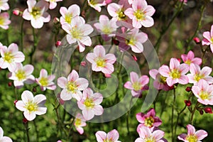 Pretty pink flowers of Saxifraga arendsii