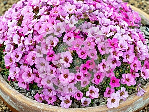 Pretty pink flowers of Saxifraga x poluanglica variety Frank Sinatra photo