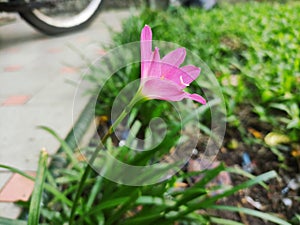 Pretty pink flowers in the yard photo