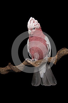 Pretty pink galah cockatoo, seen from the front on a branch on a black background