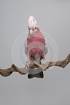Pretty pink galah cockatoo, seen from the front on a branch on a grey background with its crest up looking at the camera