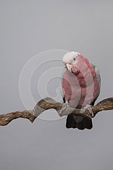 Pretty pink galah cockatoo, seen from the front on a branch on a grey background leaning forwards towards the camera photo