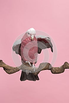 Pretty pink galah cockatoo, seen from the front  moving its wings  sitting on a branch on a pink background