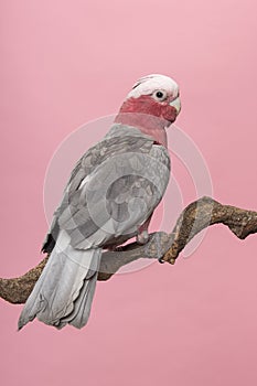 Pretty pink galah cockatoo, seen from its back sitting on a branch on a pink background