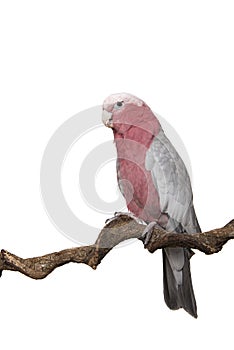 Pretty pink galah cockatoo, seen from the side sitting on a branch on a white background