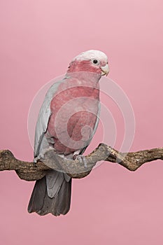 Pretty pink galah cockatoo, seen from the side sitting on a branch on a pink background