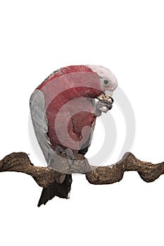 Pretty pink galah cockatoo, sitting on a branch on one leg while eating on a white background