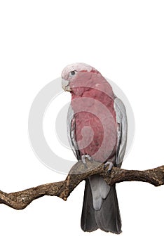 Pretty pink galah cockatoo sitting on a branch on a white background