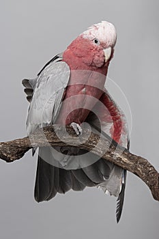 Pretty pink galah cockatoo, stretching its wings on a branch on a gray background