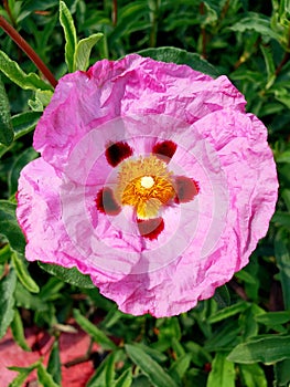 Pretty pink garden blossom flower