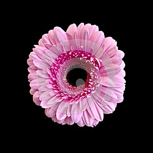 Pretty Pink Gerbera Daisy on black