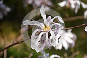 Pretty Pink Magnolia Tree Flowering and Blooming