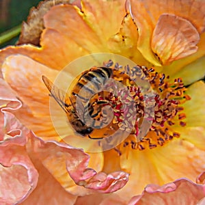 Pretty Pink Orange Rose with Bee