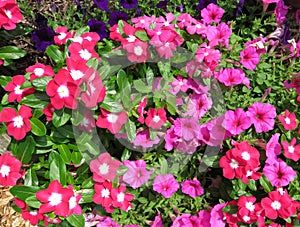 Pretty Pink Petunia and Impatiens Flowers in July in the Garden