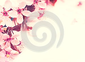 Pretty Pink Plum or Cherry Blossoms on Blank Background with room or space for text, copy or your words on the side