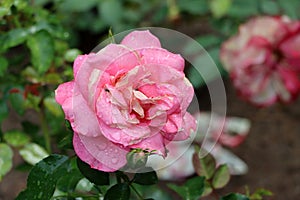 Pretty pink rose with petals bruised from weather ready to fall off stem to the ground