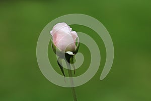 Pretty Pink Rosebud