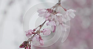 Pretty pink Sakura flowers open on a branch during cherry blossom season in Japan