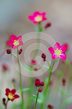 Pretty Pink Saxifrage Ground Cover