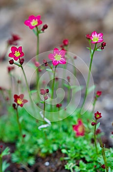 Pretty Pink Saxifrage Ground Cover