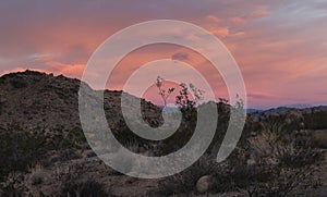 A Pretty Pink Sky at Sunrise, Joshua Tree National Park