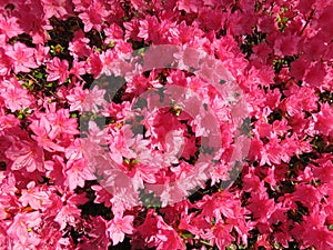 Pretty Pink Sunlit Azalea Flowers in Spring