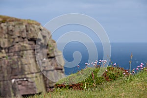 Pretty pink thrift flowers growing wild on the rocky cliffs at Handa Island near Scourie in Sutherland on the north west coast of