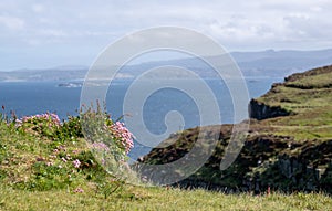 Pretty pink thrift flowers growing wild on the rocky cliffs at Handa Island near Scourie in Sutherland on the north west coast of