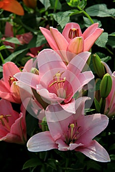 Pretty pink Tiger Lillies