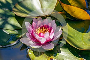 Pretty pink water lily in a pond with green leaves