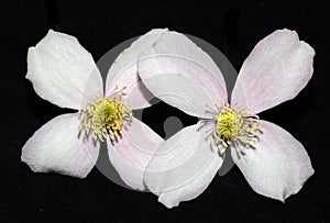 Pretty Pink and White Clematis Flower Petals on Black background