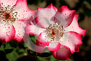 Pretty pink and white colored petals of roses in early morning light with green background of plant`s leaves