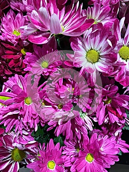 Pretty Pink and White Daisy Flowers For Valentine\'s Day