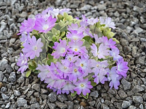 Pretty pink and white flowers of Primula allionii, variety Lucy