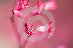 Pretty pink and white Heuchera blossom